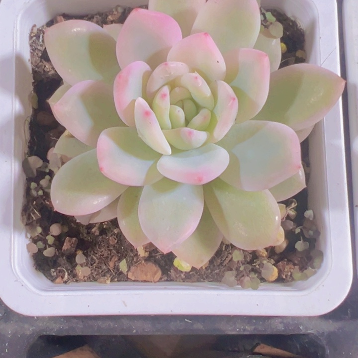 梦露锦精品多肉植物