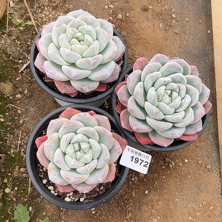 阿雅园艺。         1972三颗