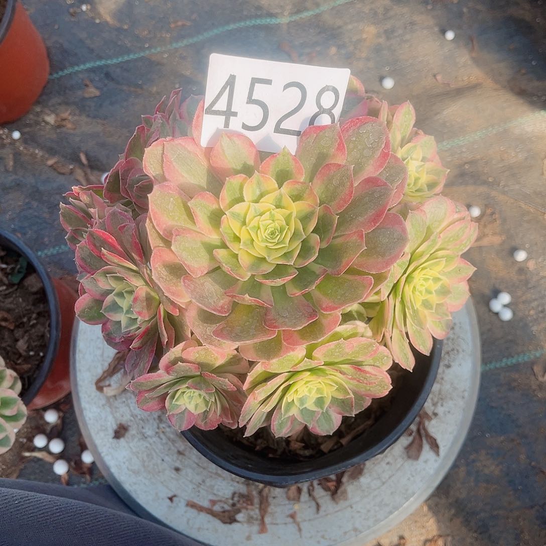 4528玉姿多肉植物