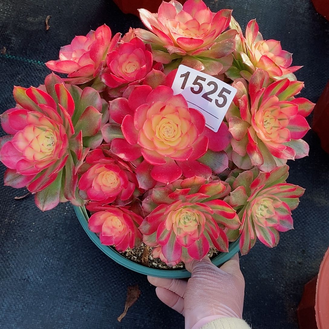 红陶1525荔枝4冠服20以上