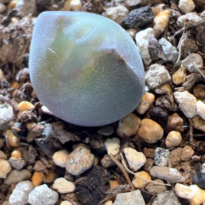 O***y638。 青蛙种源优选两年大眼空蝉。  