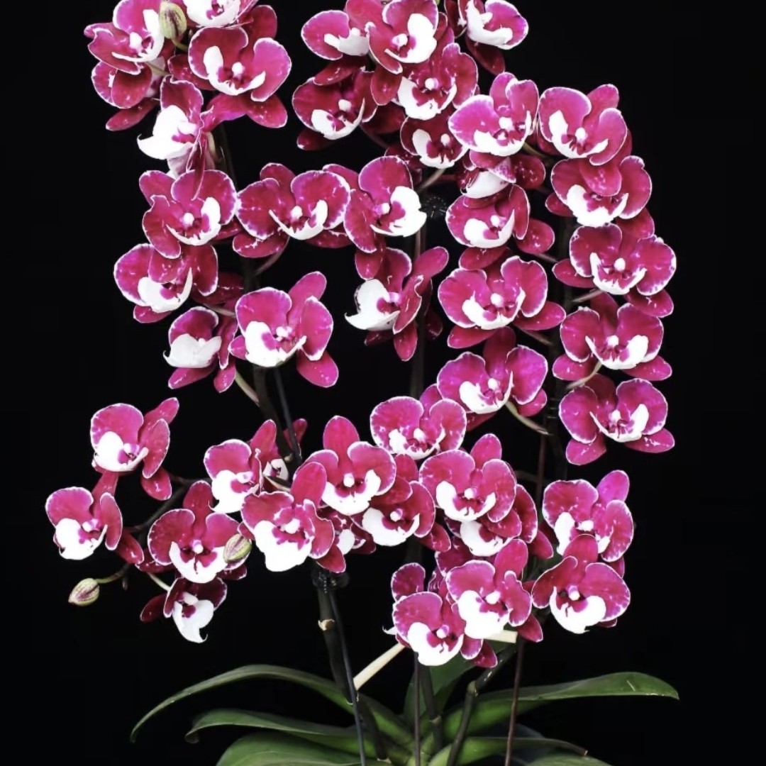 【蝴蝶-圣诞老人】-3寸杯蝴蝶兰绿植花卉盆栽美观