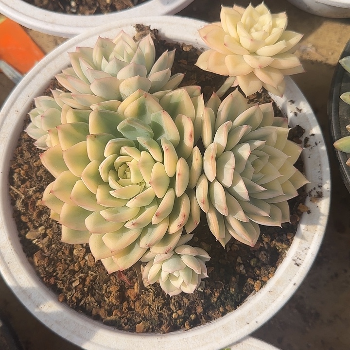 月亮仙子锦无砍自然群