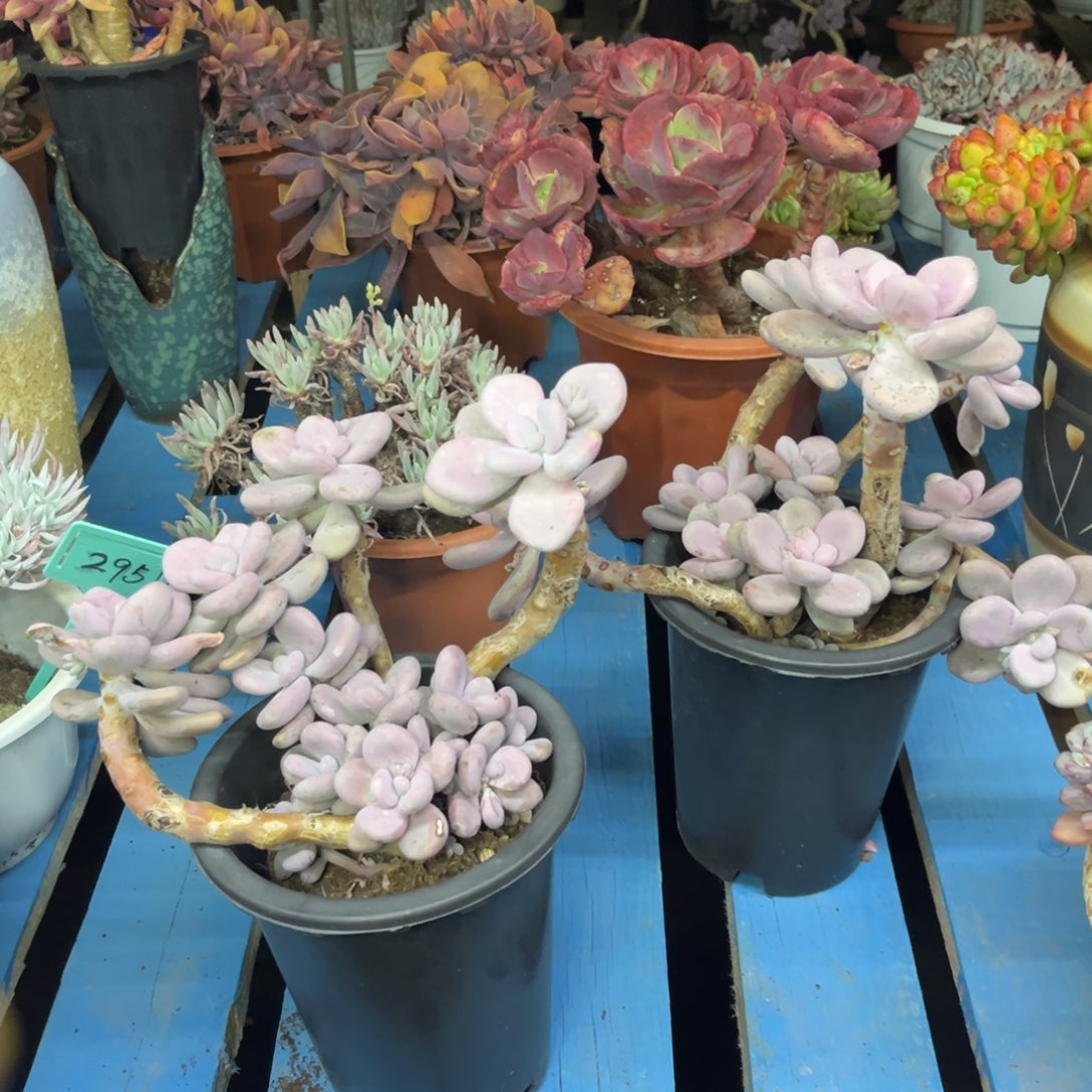 小雨多肉一物一拍桃霜