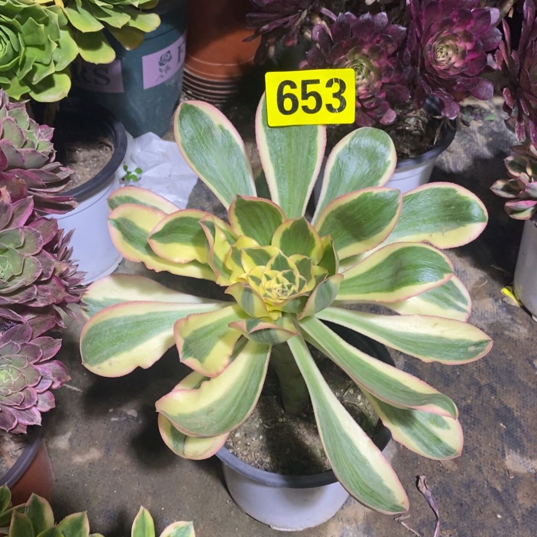 燕姿锦多肉法师嫩庄653