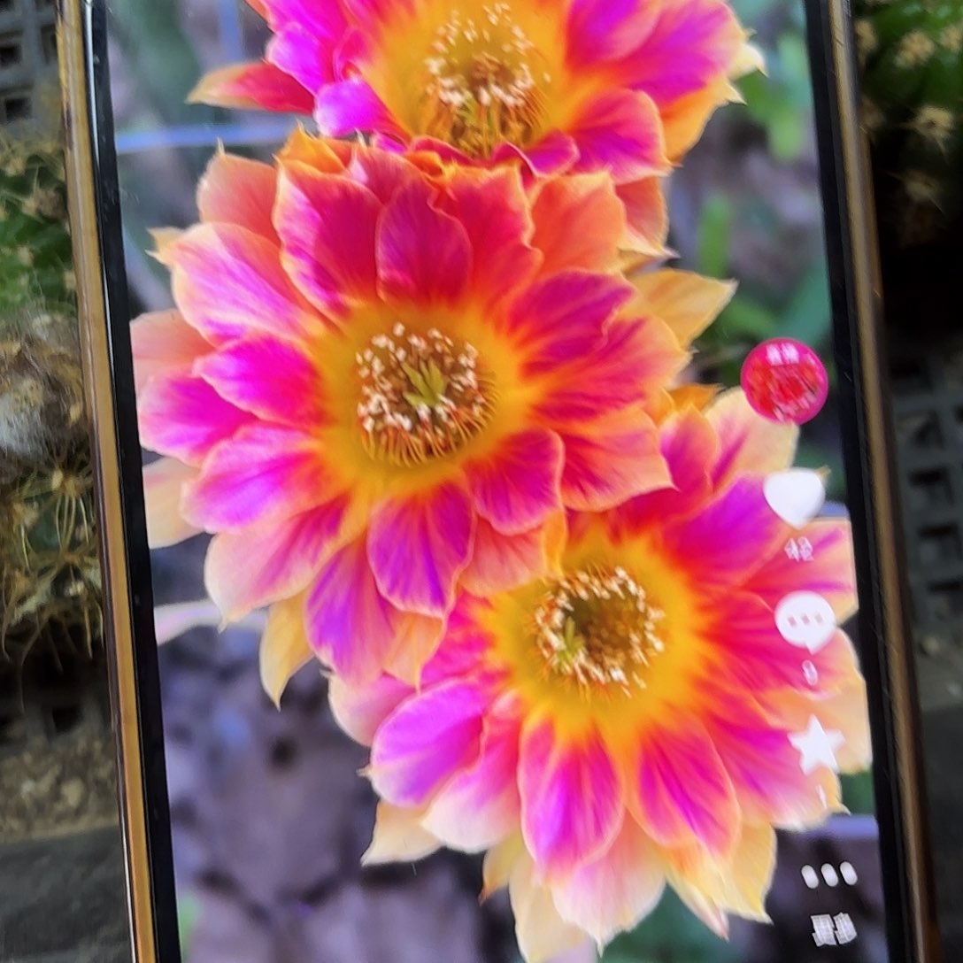 阳光明媚侧牙20包邮13