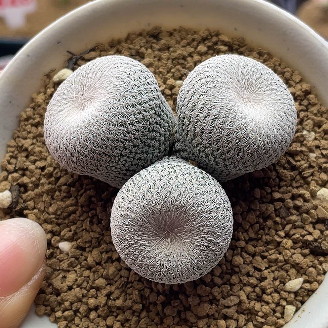 陈***爱三头小人帽子微瑕专拍