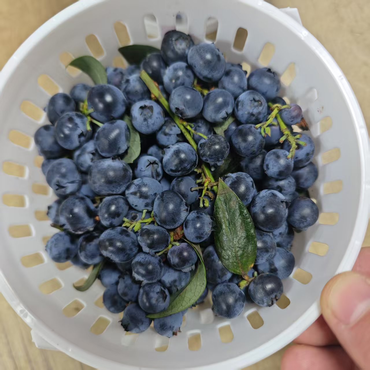 【1盒】新鲜的带枝蓝莓-带盒8-9两-仅大同平城区云冈区可拍