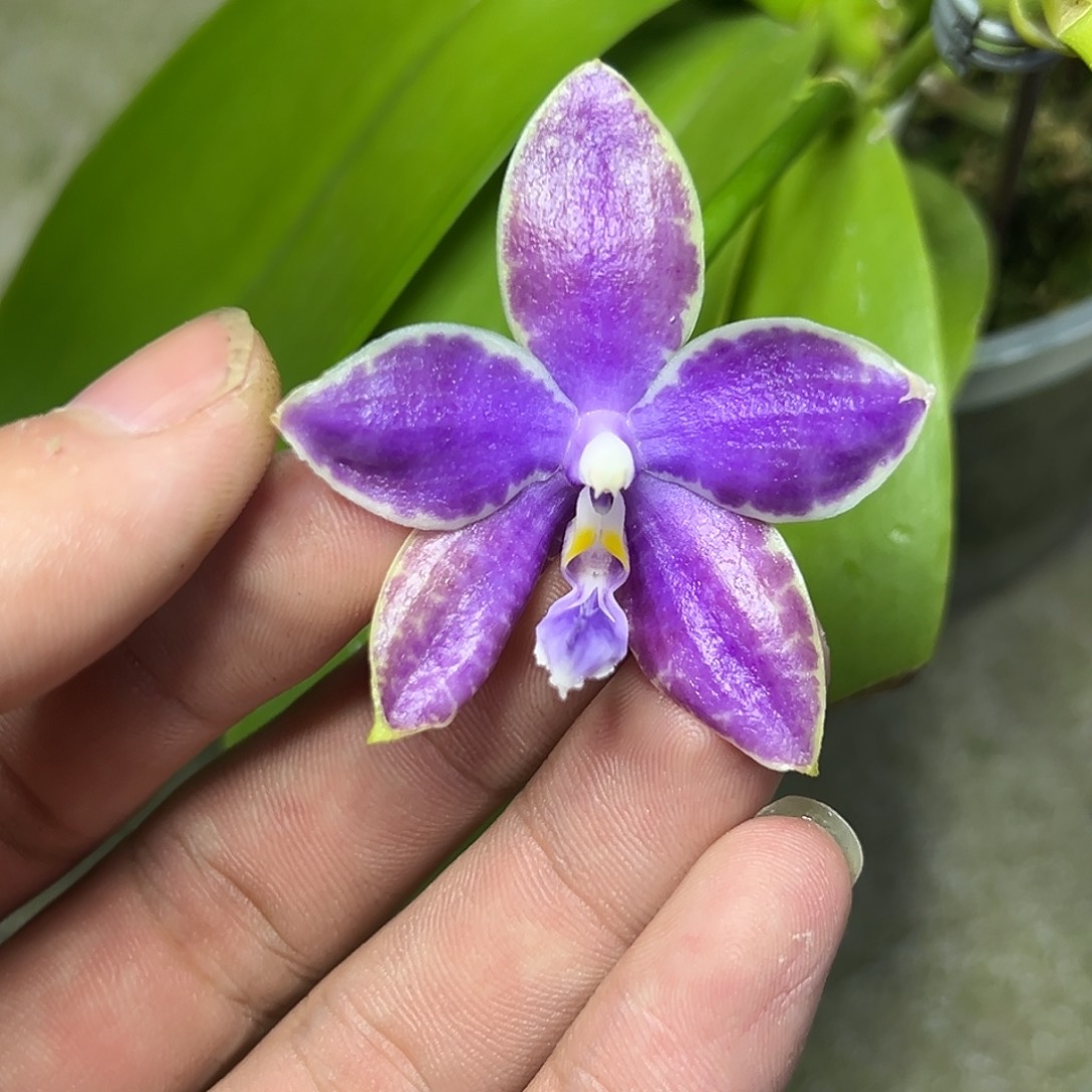 完全开放l610三寸盲盒