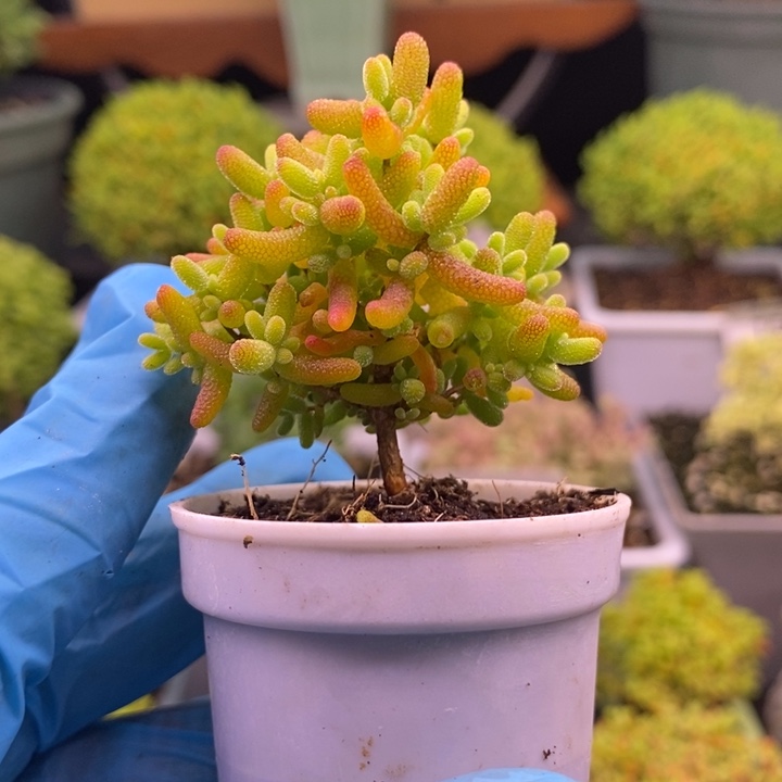 喵****无花朵58金橘。      