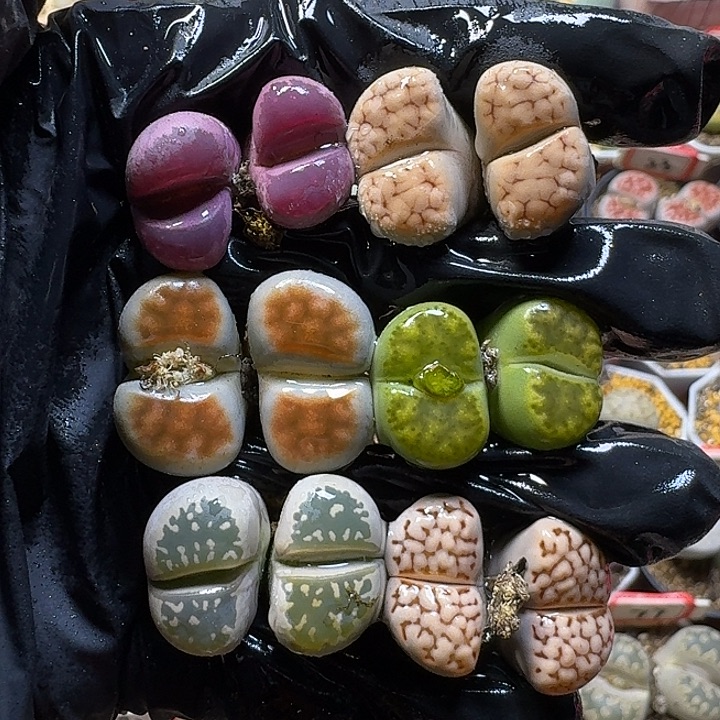 生石花11111。  裸根发货。   285