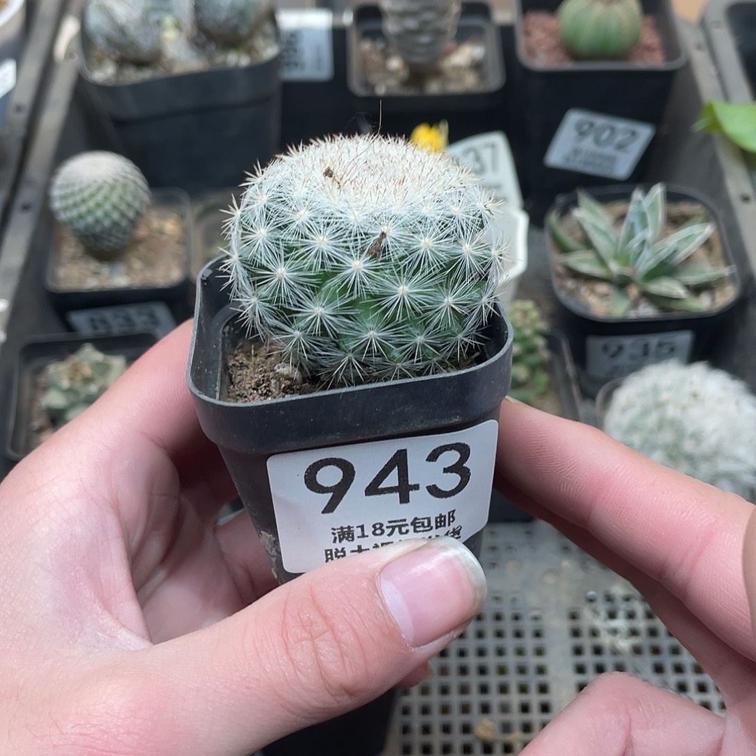 943满月（满18包邮）