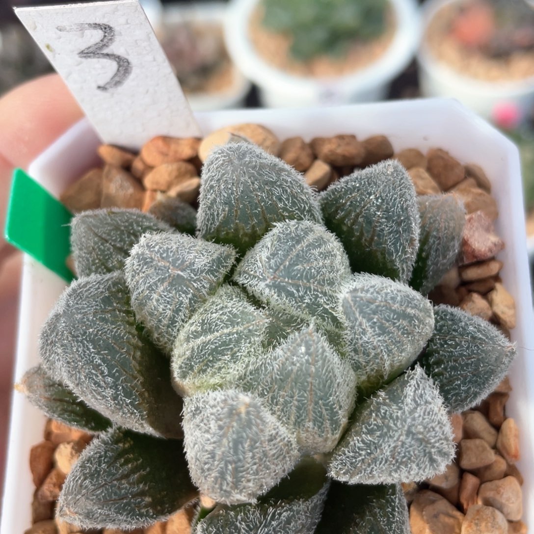 3梦露。           