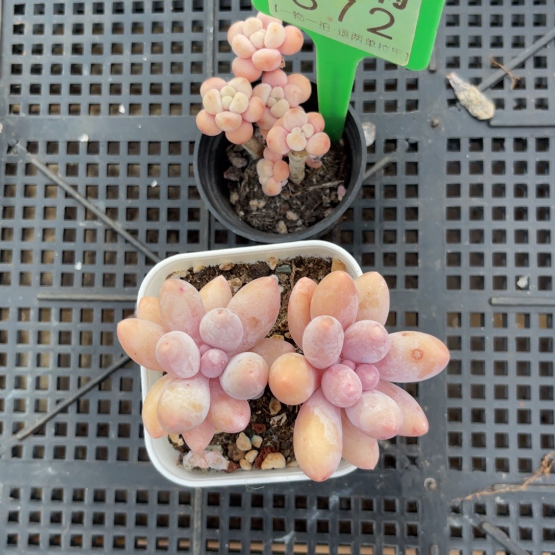 云尘多肉一物一拍872