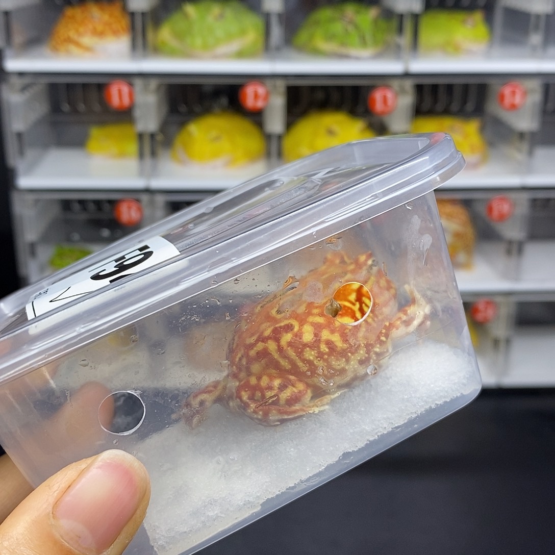 角蛙土龙角蛙南美