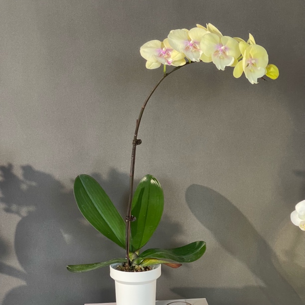 【大吉大利】黄色系大舌头大花型 好养耐养 基地直发