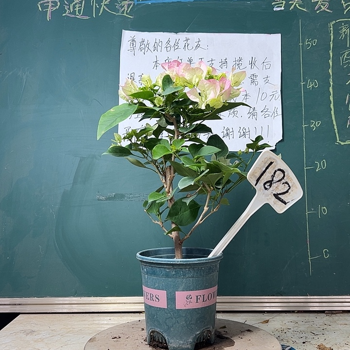 全部花苞 绿樱  182