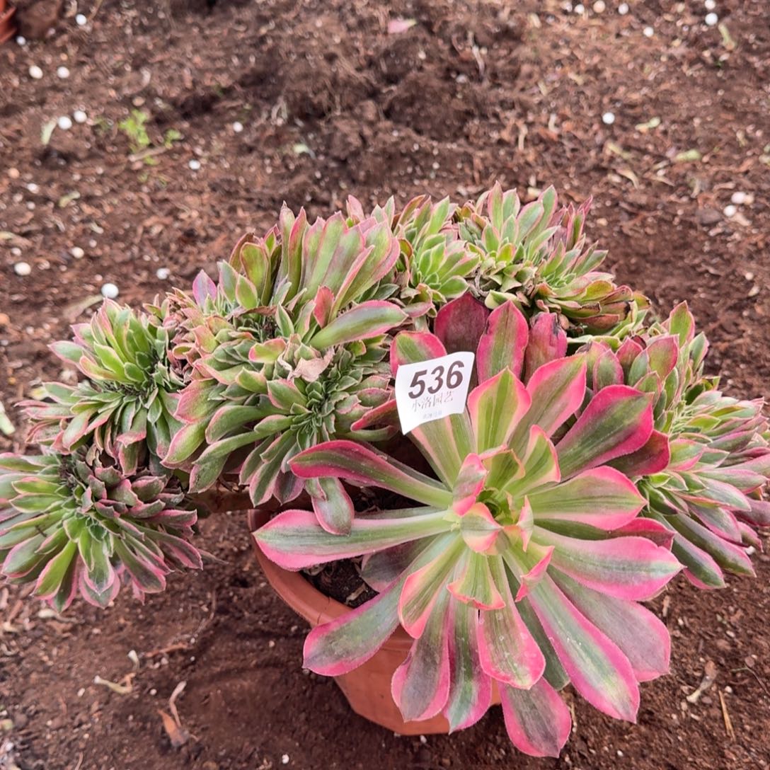 536粉女神缀化多肉植物满28包邮