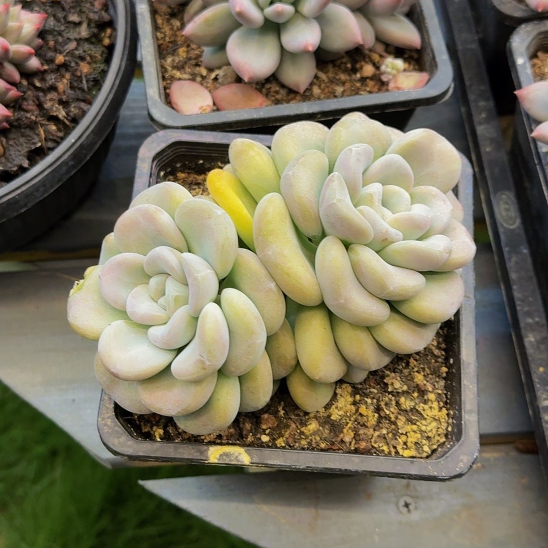 云***轻云淡风轻玉麒麟发货