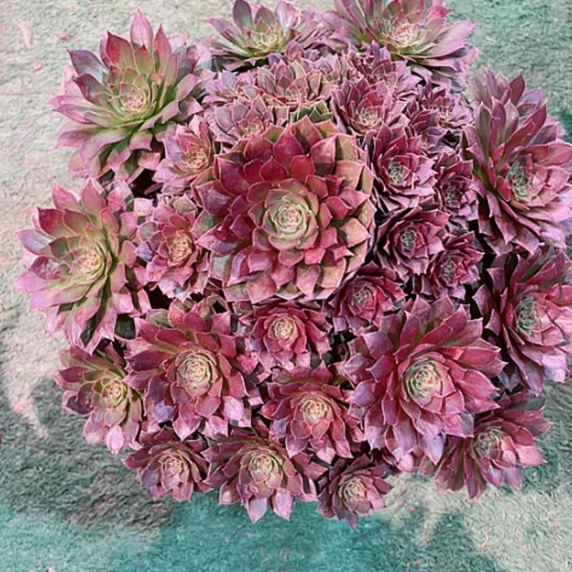 【闪购商品】法师好看也好养