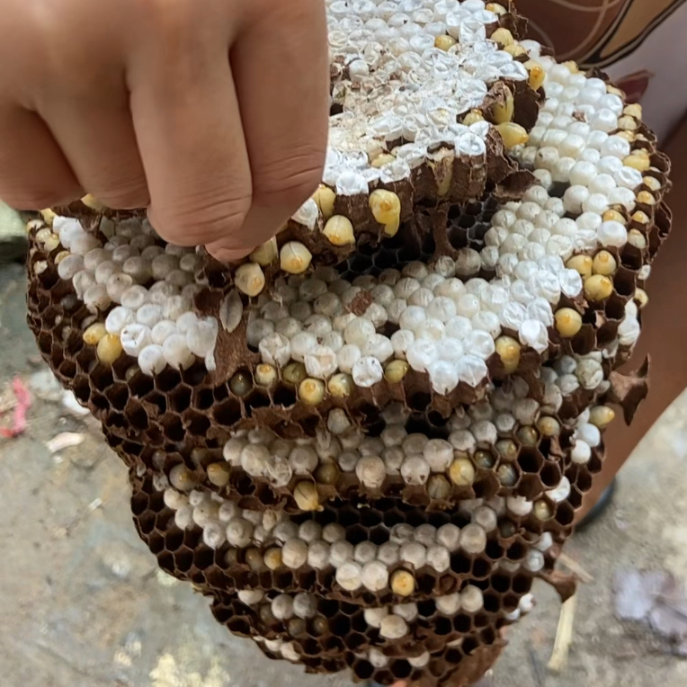 广西新鲜野生蜂蛹树蜂活体蜂巢