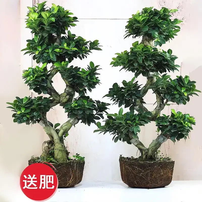 小叶榕树老桩八字榕S型人参榕盆景 室内客厅四季好养花卉旺宅绿植