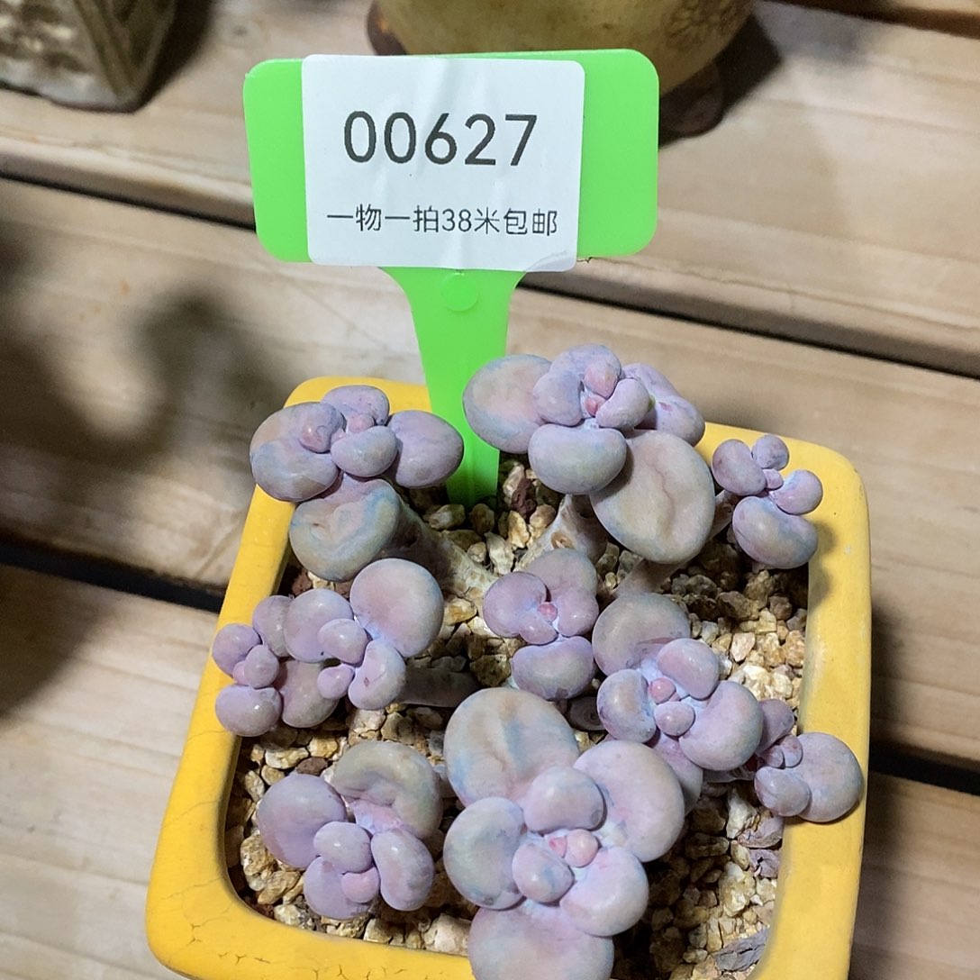 00627，佛陀咯组图图