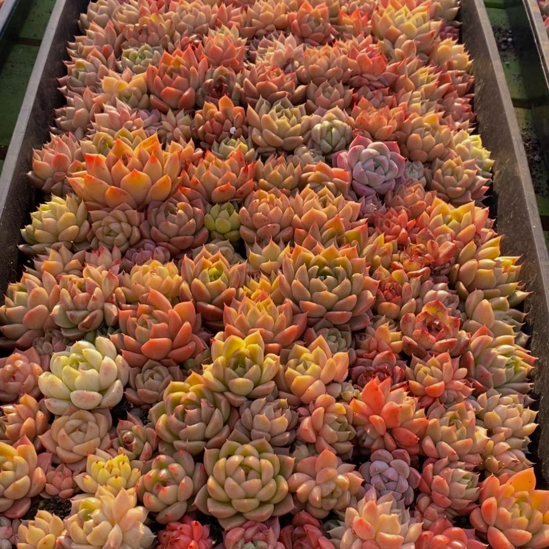 087多肉植物保护研究所所长助理研究员