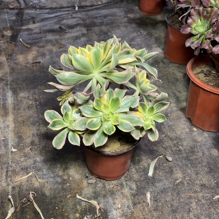 87灿烂多肉多肉多肉