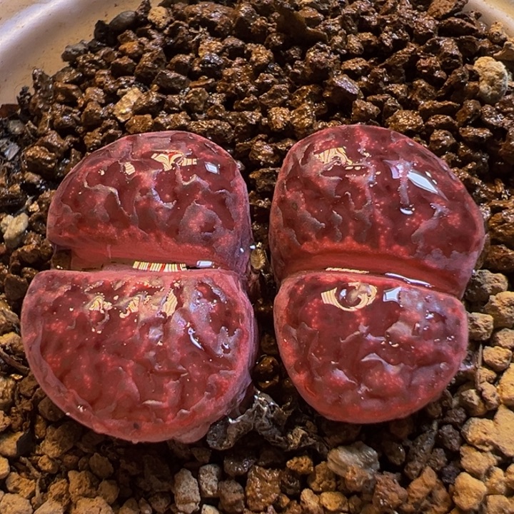 231多肉植物百科知识