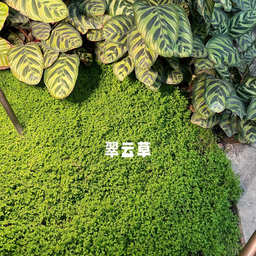 翠云草盆栽绿地常绿情人草绿植耐阴庭院整铺蕨类造景植物