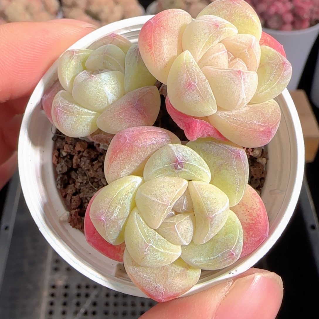 多肉1230-203冰玉三头