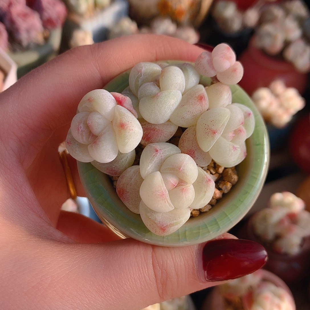 Jw带盆土发冰玉圆