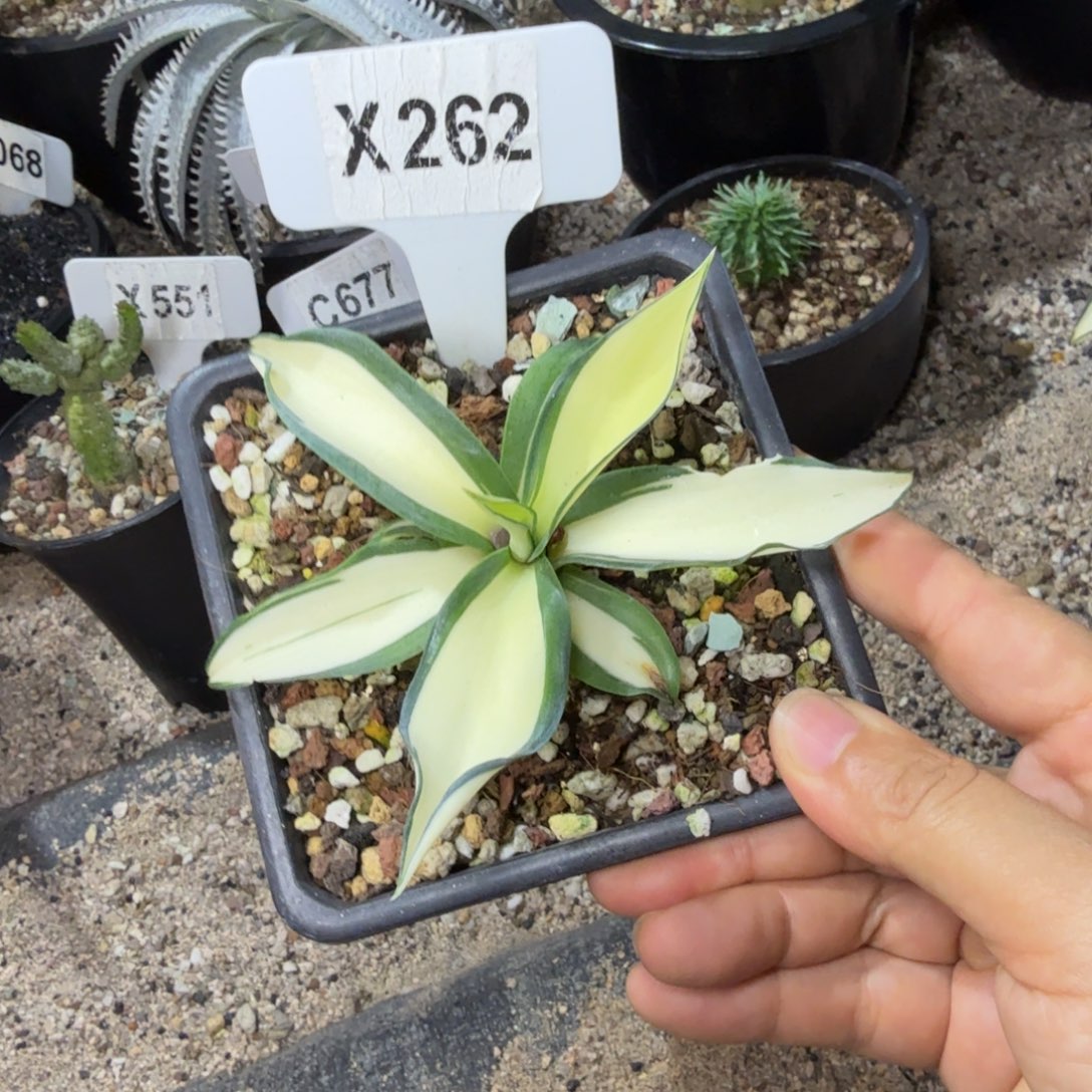 认***雪福利鹦鹉嘴黄中班……