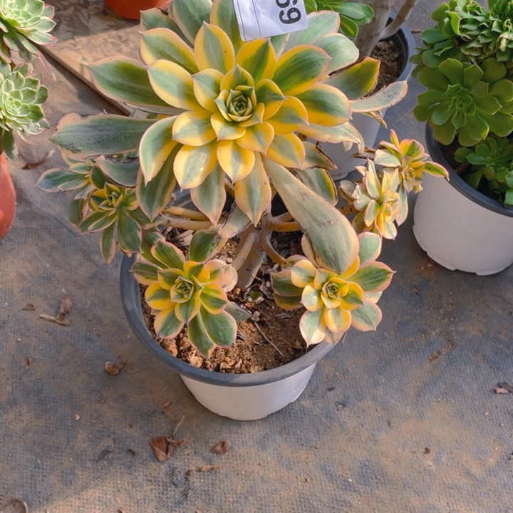 多肉灿烂法师969