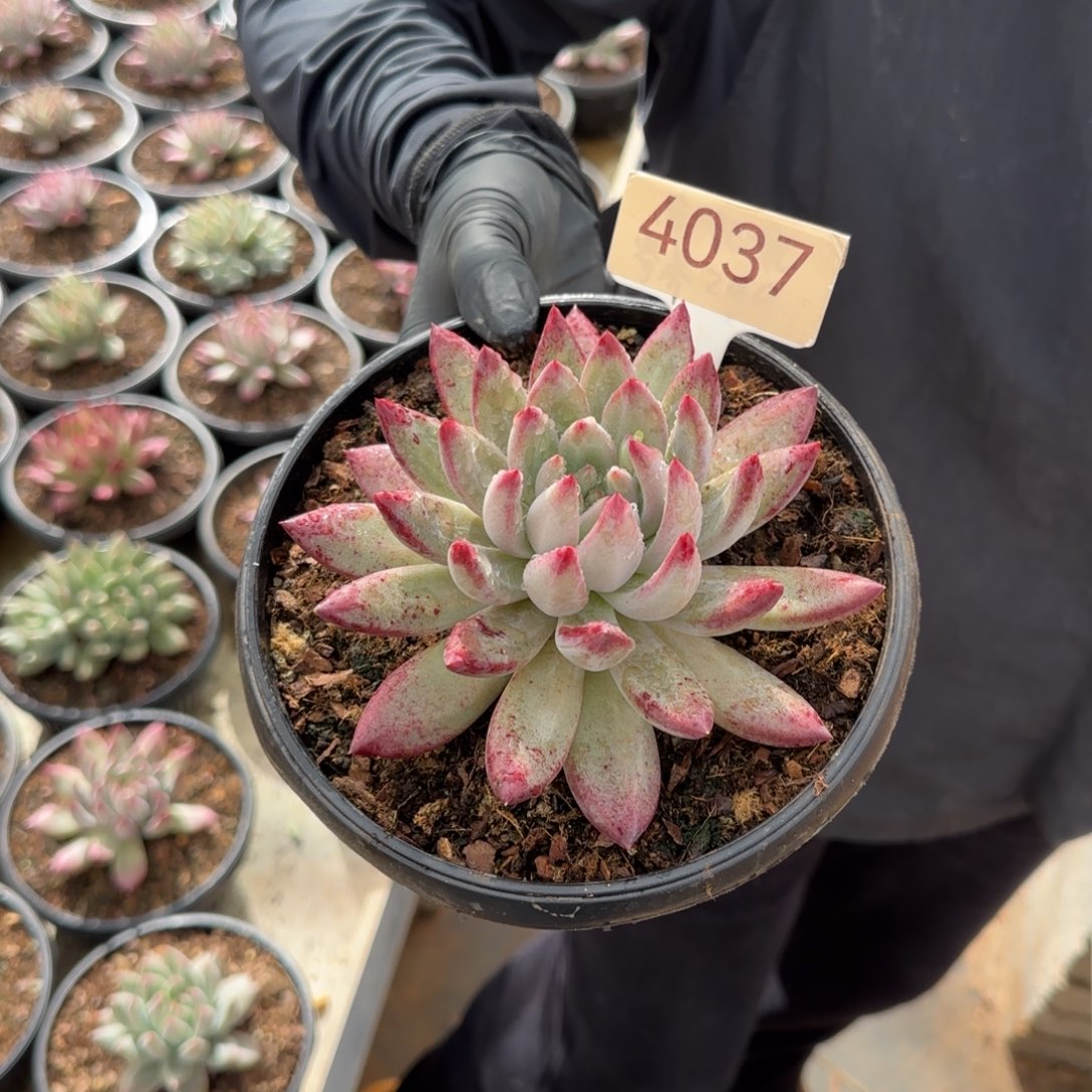 u***0单头原始虞美人多肉   4037号    