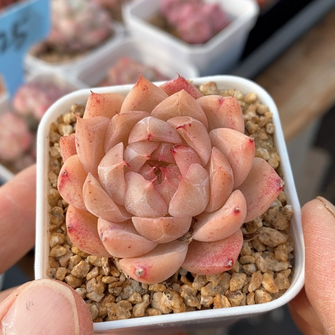 精品多肉一物一拍不包整166