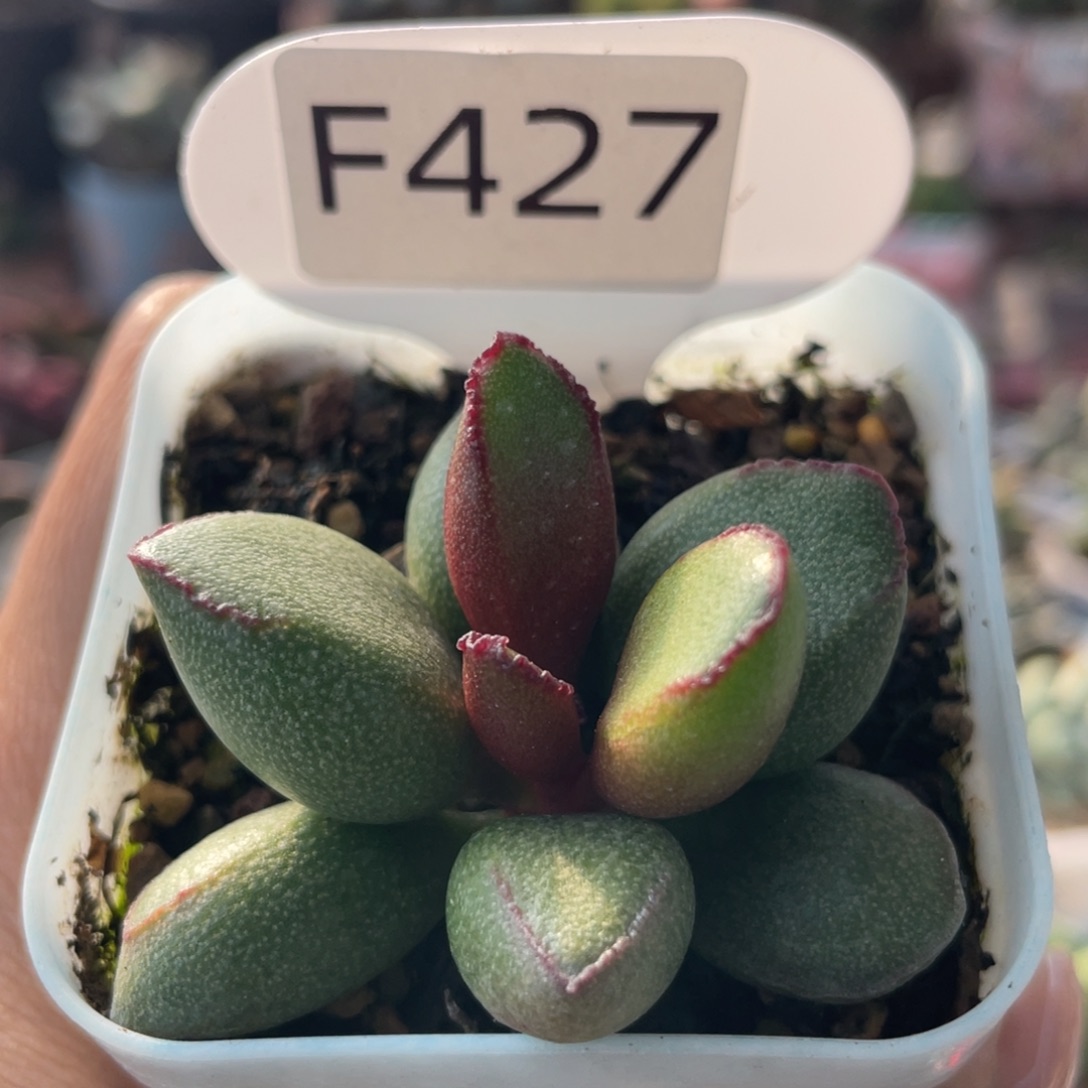      kubu7475。   427。  