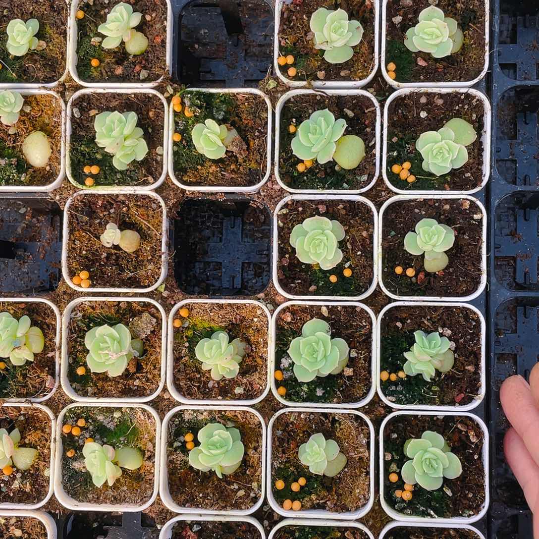 虾饺中盆一个满25包邮