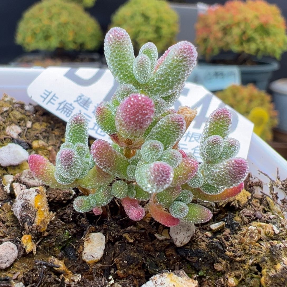 dy5546实生粉冰晶冠幅2.8cm