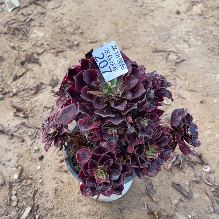 207美杜莎手捧1法师