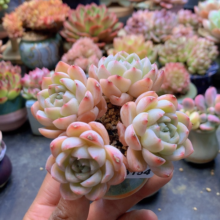 一物一拍含盆土满38包邮B154