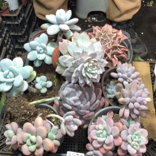 框拍，3573，微瑕，介意慎拍