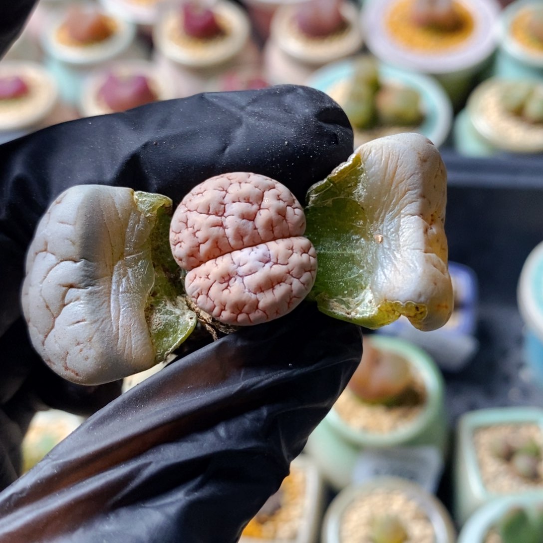 4815--一物一拍 189