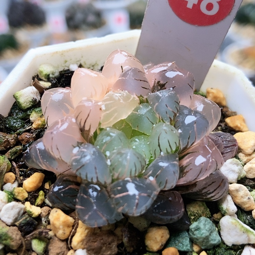 【闪购商品】冰灯锦48