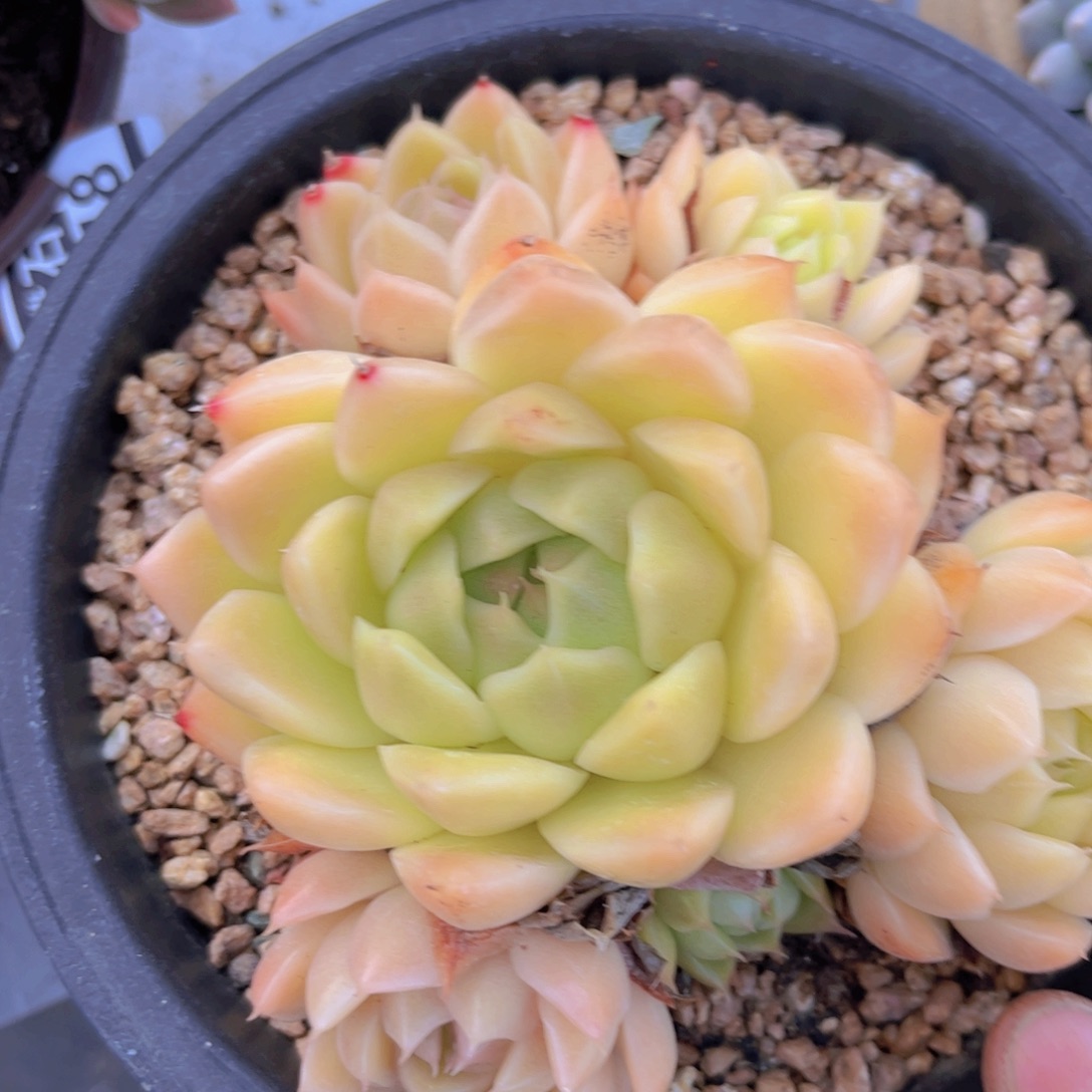 麦秆3149多肉植物