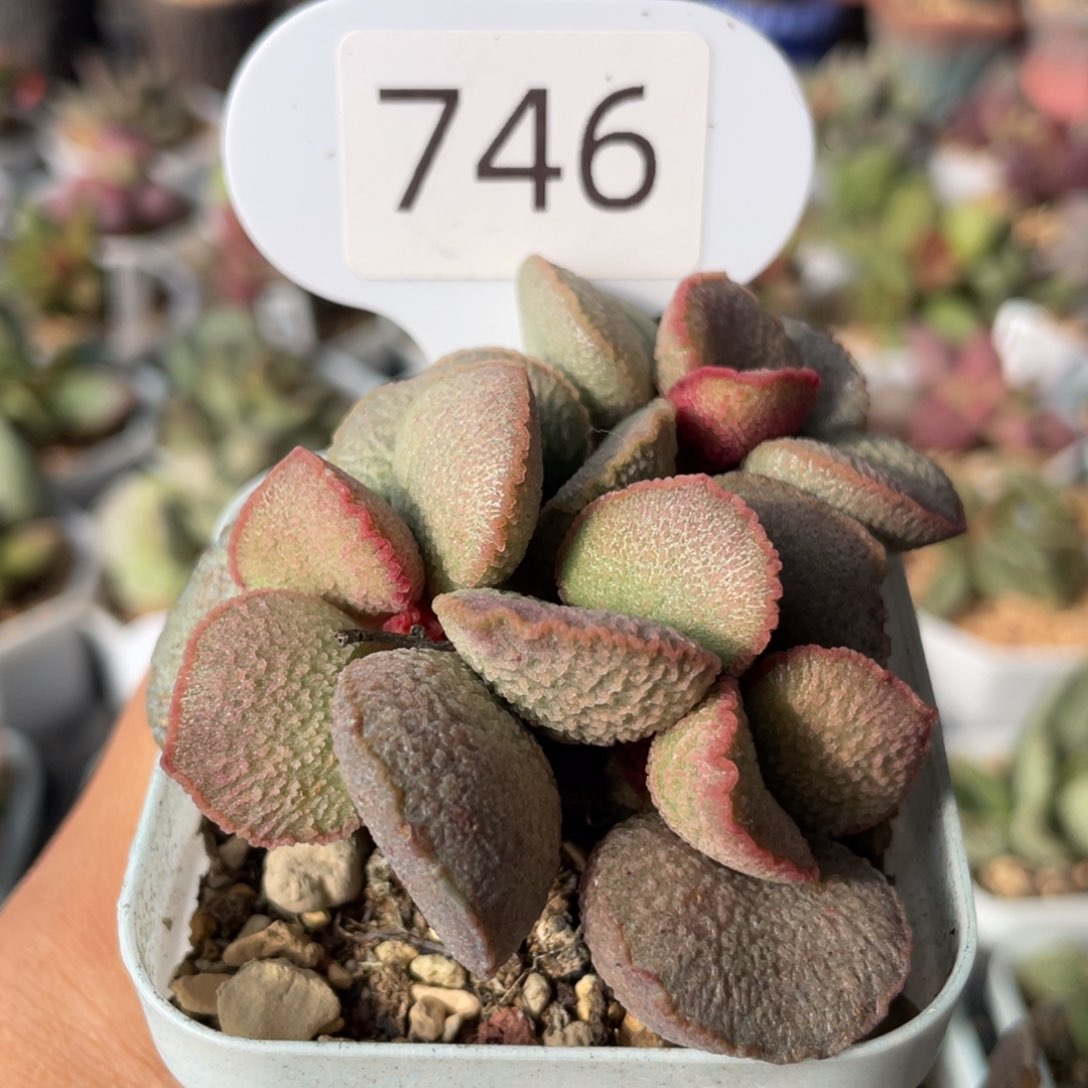 孙*      妖姬。 746。  