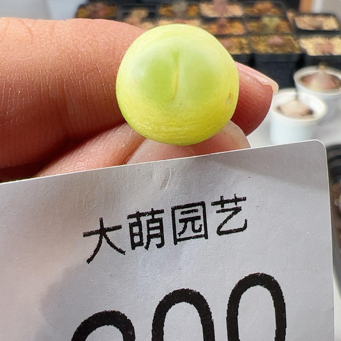 一物一拍。        200