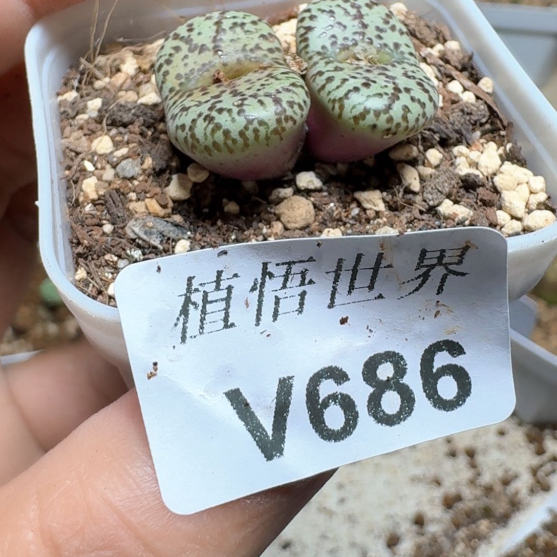 686盒多肉植物哇cv g