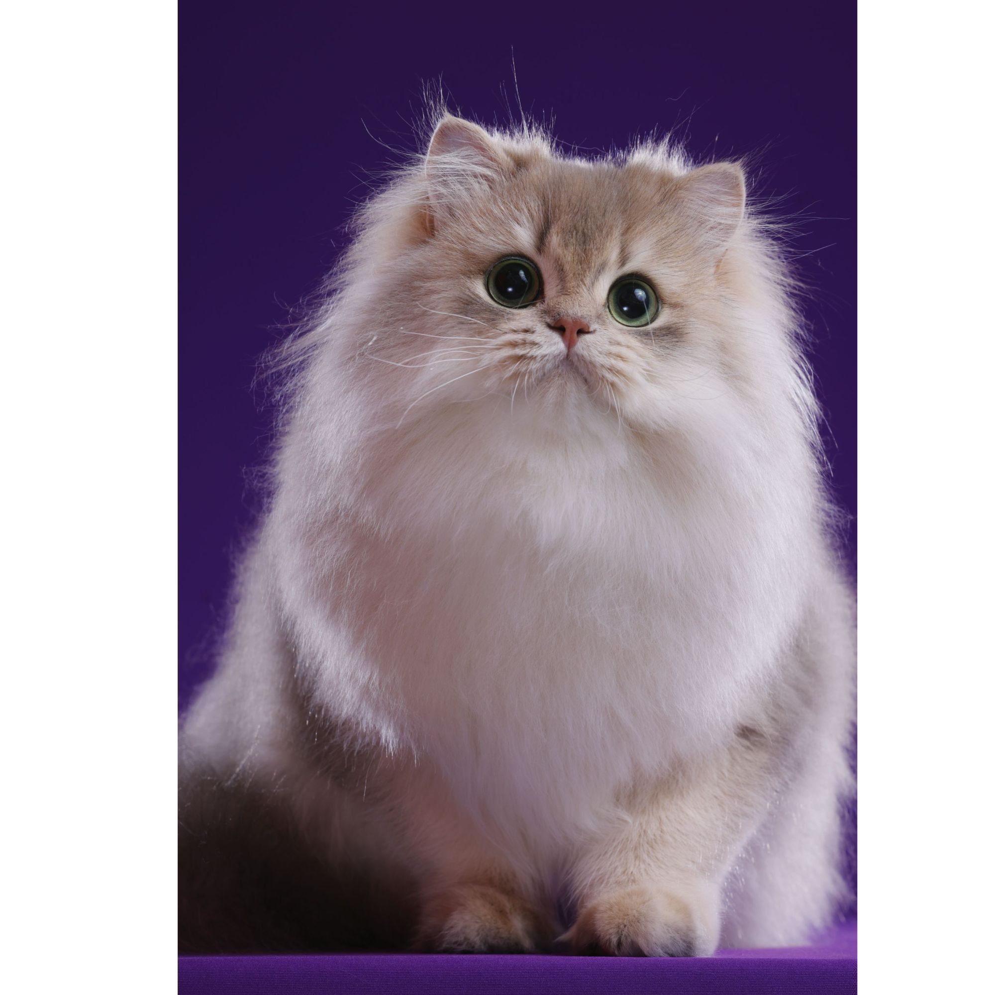 秀才-蓝金长毛弟弟猫咪活体【灵犀】